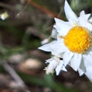 Leucochrysum albicans at Watson, ACT - 2 Jan 2023