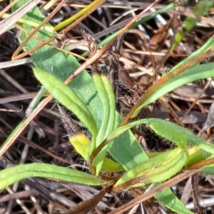 Leptorhynchos squamatus subsp. squamatus at Watson, ACT - 2 Jan 2023