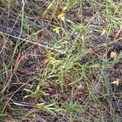 Leptorhynchos squamatus subsp. squamatus at Watson, ACT - 2 Jan 2023