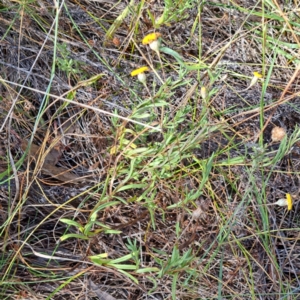 Leptorhynchos squamatus subsp. squamatus at Watson, ACT - 2 Jan 2023