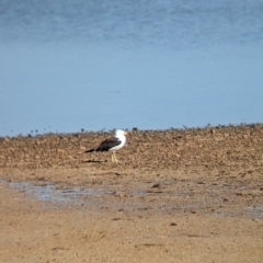 Larus pacificus (Pacific Gull) at Port Broughton, SA - 30 Dec 2022 by Darcy