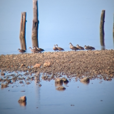 Anas gracilis (Grey Teal) at Port Broughton, SA - 31 Dec 2022 by Darcy