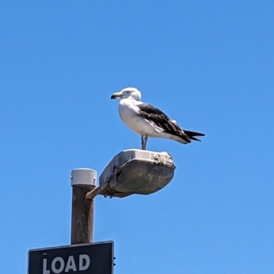 Larus pacificus (Pacific Gull) at Wallaroo, SA - 1 Jan 2023 by Darcy