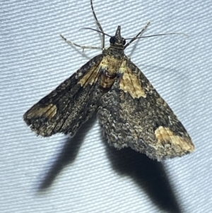 Pasiphilodes testulata at Numeralla, NSW - 1 Jan 2023