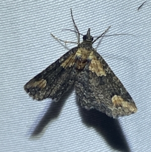 Pasiphilodes testulata at Numeralla, NSW - 1 Jan 2023