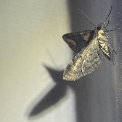 Pasiphilodes testulata at Numeralla, NSW - 1 Jan 2023