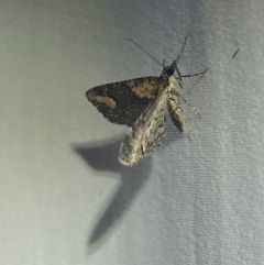 Pasiphilodes testulata at Numeralla, NSW - 1 Jan 2023