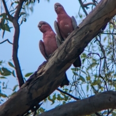 Eolophus roseicapilla (Galah) at Sevenhill, SA - 1 Jan 2023 by Darcy