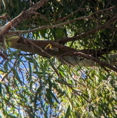 Glossopsitta concinna (Musk Lorikeet) at Sevenhill, SA - 1 Jan 2023 by Darcy