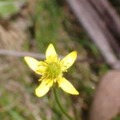 Ranunculus scapiger at Cotter River, ACT - 27 Dec 2022 by drakes