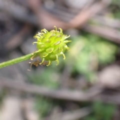 Ranunculus scapiger at Cotter River, ACT - 28 Dec 2022 10:53 AM