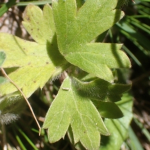 Ranunculus scapiger at Cotter River, ACT - 28 Dec 2022