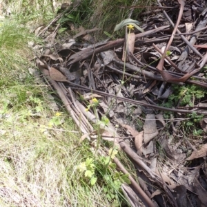 Ranunculus scapiger at Cotter River, ACT - 28 Dec 2022 10:53 AM