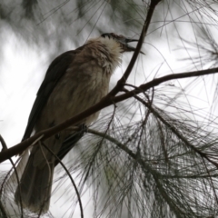 Philemon corniculatus (Noisy Friarbird) at Greenway, ACT - 2 Jan 2023 by RodDeb