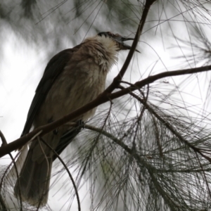 Philemon corniculatus at Greenway, ACT - 2 Jan 2023