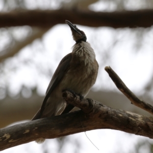 Philemon corniculatus at Greenway, ACT - 2 Jan 2023