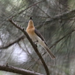 Myiagra rubecula (Leaden Flycatcher) at Pine Island to Point Hut - 2 Jan 2023 by RodDeb