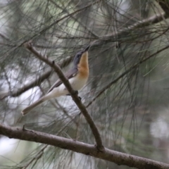 Myiagra rubecula at Greenway, ACT - 2 Jan 2023