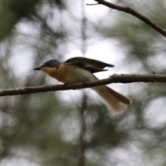 Myiagra rubecula at Greenway, ACT - 2 Jan 2023 05:48 PM