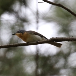 Myiagra rubecula at Greenway, ACT - 2 Jan 2023