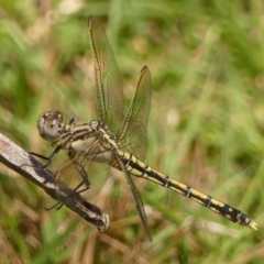 Orthetrum caledonicum (Blue Skimmer) at Braemar, NSW - 2 Jan 2023 by Curiosity