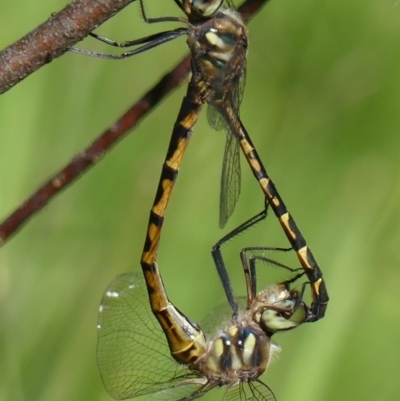 Hemicordulia australiae (Australian Emerald) at Braemar, NSW - 30 Dec 2021 by Curiosity