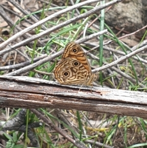 Geitoneura acantha at Conder, ACT - 2 Jan 2023 01:35 PM