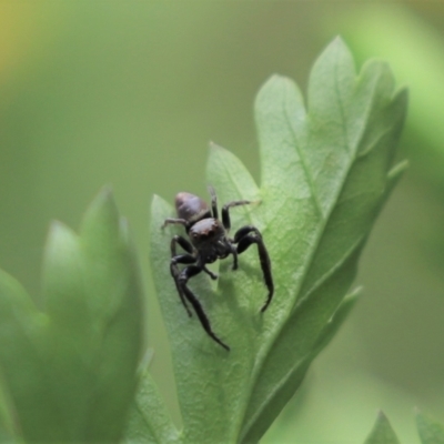 Opisthoncus grassator (Jumping spider) at Cook, ACT - 30 Dec 2022 by Tammy