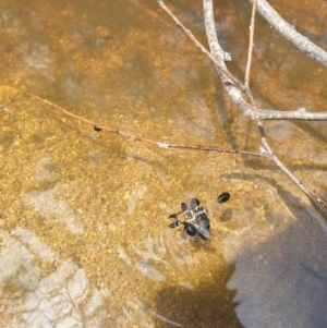 Scaptia sp. (genus) at Conder, ACT - 2 Jan 2023