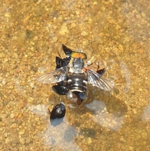 Scaptia sp. (genus) at Conder, ACT - 2 Jan 2023