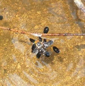 Dytiscidae (family) at Conder, ACT - 2 Jan 2023