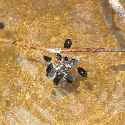 Dytiscidae (family) (Unidentified diving beetle) at Rob Roy Range - 2 Jan 2023 by gregbaines