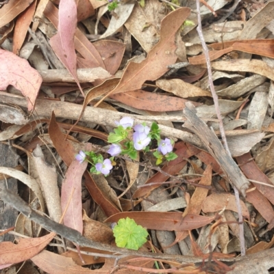 Veronica calycina (Hairy Speedwell) at Rob Roy Range - 2 Jan 2023 by gregbaines