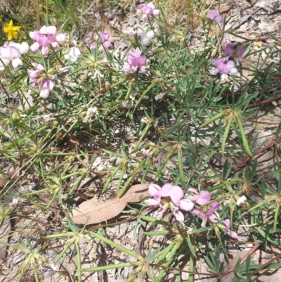 Lotus australis (Austral Trefoil) at Conder, ACT - 2 Jan 2023 by gregbaines