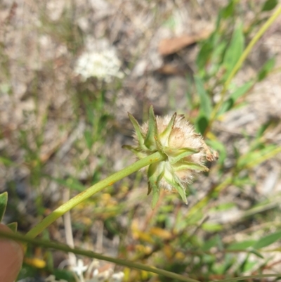 Pimelea treyvaudii (Grey Riceflower) at Rob Roy Range - 2 Jan 2023 by gregbaines