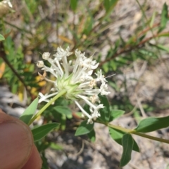 Pimelea treyvaudii at Conder, ACT - 2 Jan 2023 12:47 PM