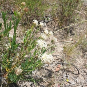 Pimelea treyvaudii at Conder, ACT - 2 Jan 2023 12:47 PM