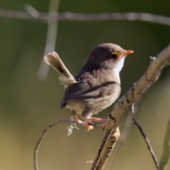 Malurus cyaneus (Superb Fairywren) at Rendezvous Creek, ACT - 27 Dec 2022 by KorinneM