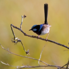 Malurus cyaneus at Rendezvous Creek, ACT - 27 Dec 2022 06:26 PM