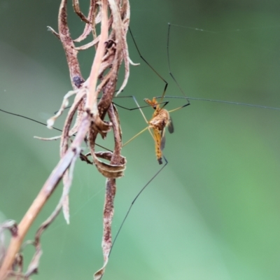 Leptotarsus (Macromastix) costalis at Wyndham, NSW - 31 Dec 2022 by KylieWaldon