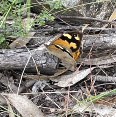 Heteronympha merope (Common Brown Butterfly) at Burrinjuck, NSW - 31 Dec 2022 by JaneR