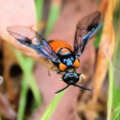 Lophyrotoma interrupta (Cattle Poisoning Sawfly) at Wyndham, NSW - 1 Jan 2023 by KylieWaldon