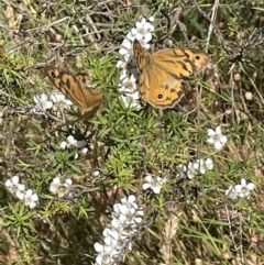 Heteronympha merope (Common Brown Butterfly) at Woolgarlo, NSW - 31 Dec 2022 by JaneR