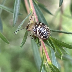 Paropsis pictipennis at Burrinjuck, NSW - 31 Dec 2022 02:13 PM