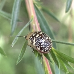 Paropsis pictipennis at Burrinjuck, NSW - 31 Dec 2022 02:13 PM