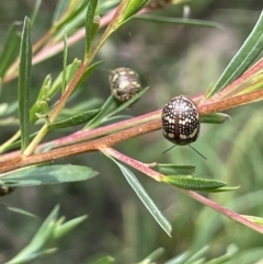 Paropsis pictipennis at Burrinjuck, NSW - 31 Dec 2022 02:13 PM