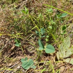 Oxytes brachypoda (Large Tick-trefoil) at Jerrabomberra, ACT - 3 Jan 2023 by Mike