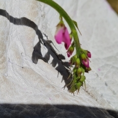 Oxytes brachypoda at Jerrabomberra, ACT - 3 Jan 2023