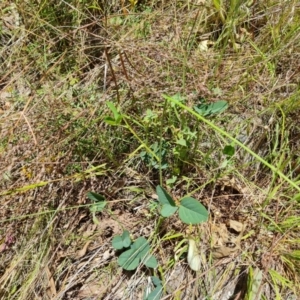 Oxytes brachypoda at Jerrabomberra, ACT - 3 Jan 2023