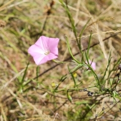 Convolvulus angustissimus subsp. angustissimus at Jerrabomberra, ACT - 3 Jan 2023